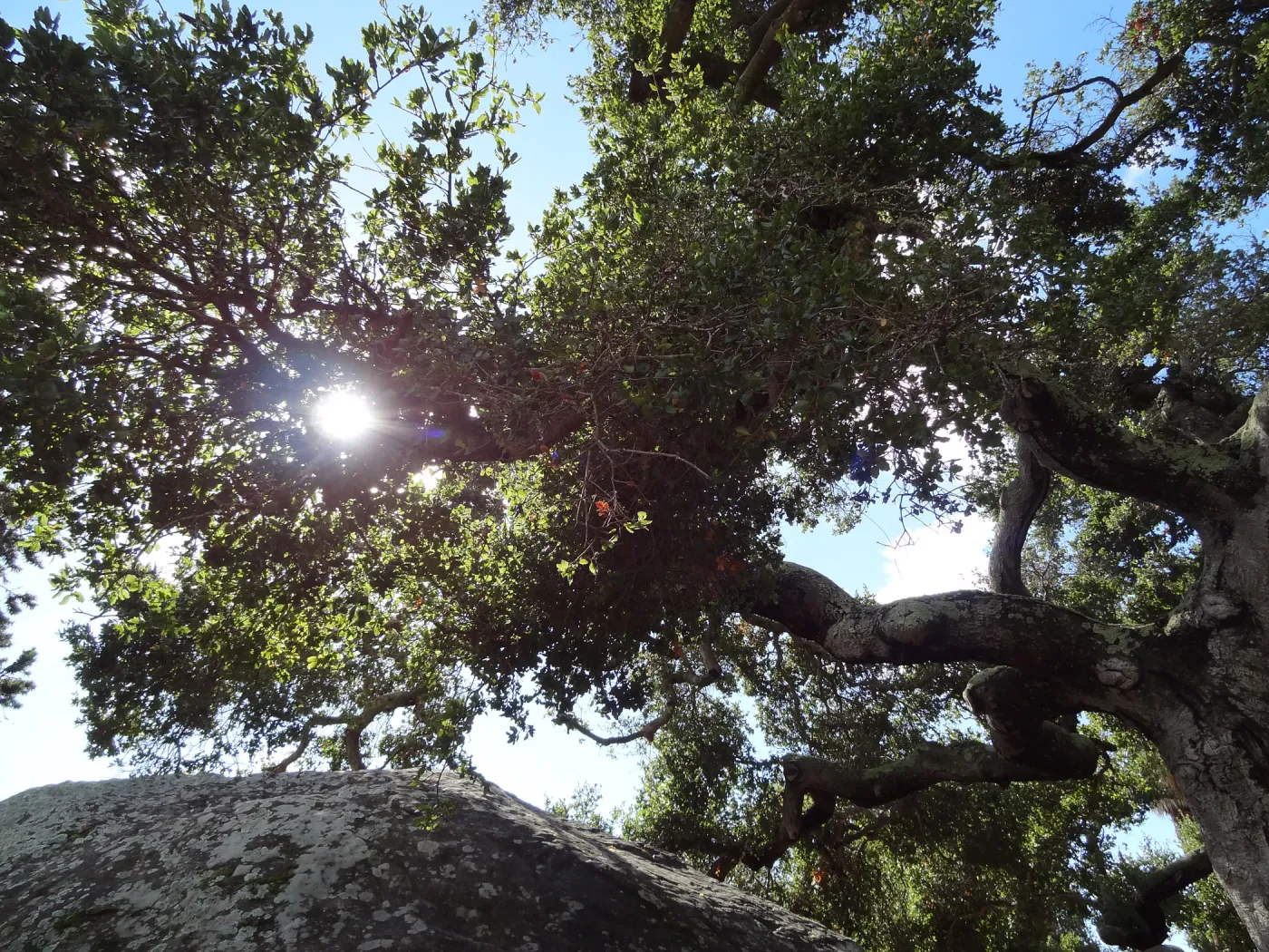 Blaksley Boulder, Oak tree canopy, sunlight