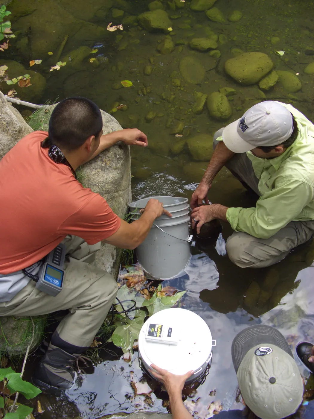 Steelhead trout release below Mission Dam. Releasing the remaining larger fish. They had to be encouraged to leave the bucket.