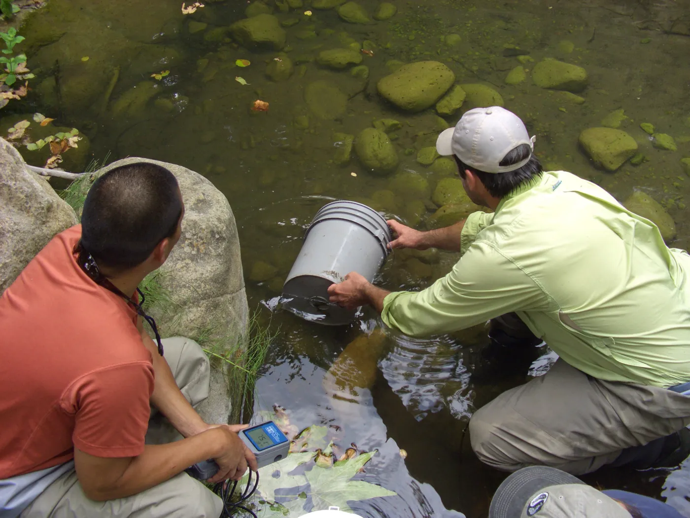 Steelhead trout release below Mission Dam. Releasing the remaining larger fish. They had to be encouraged to leave the bucket.