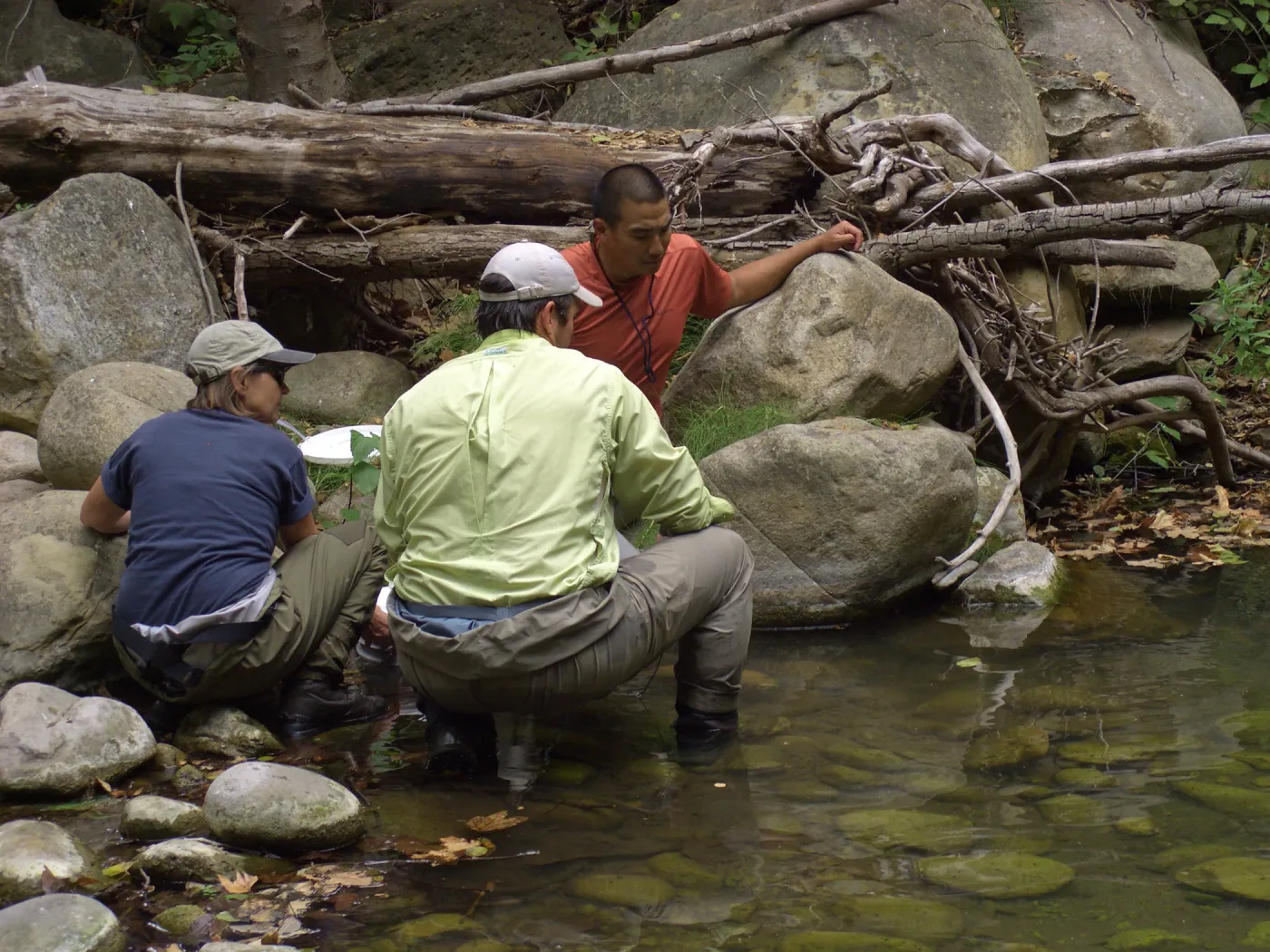 Steelhead trout release below Mission Dam. Releasing the remaining larger fish. They had to be encouraged to leave the bucket.