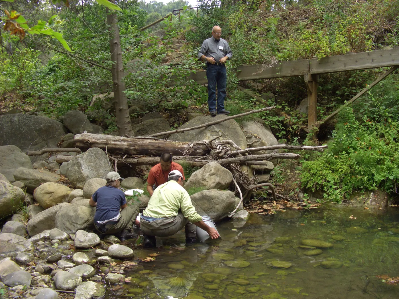 Steelhead trout release below Mission Dam. Releasing the smaller fish.