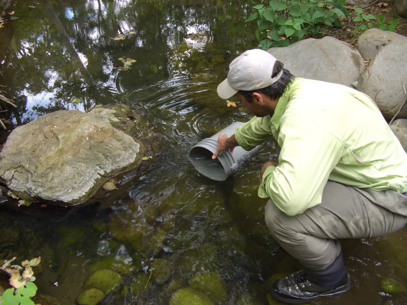 Steelhead trout release below Mission Dam. Releasing the smaller fish.