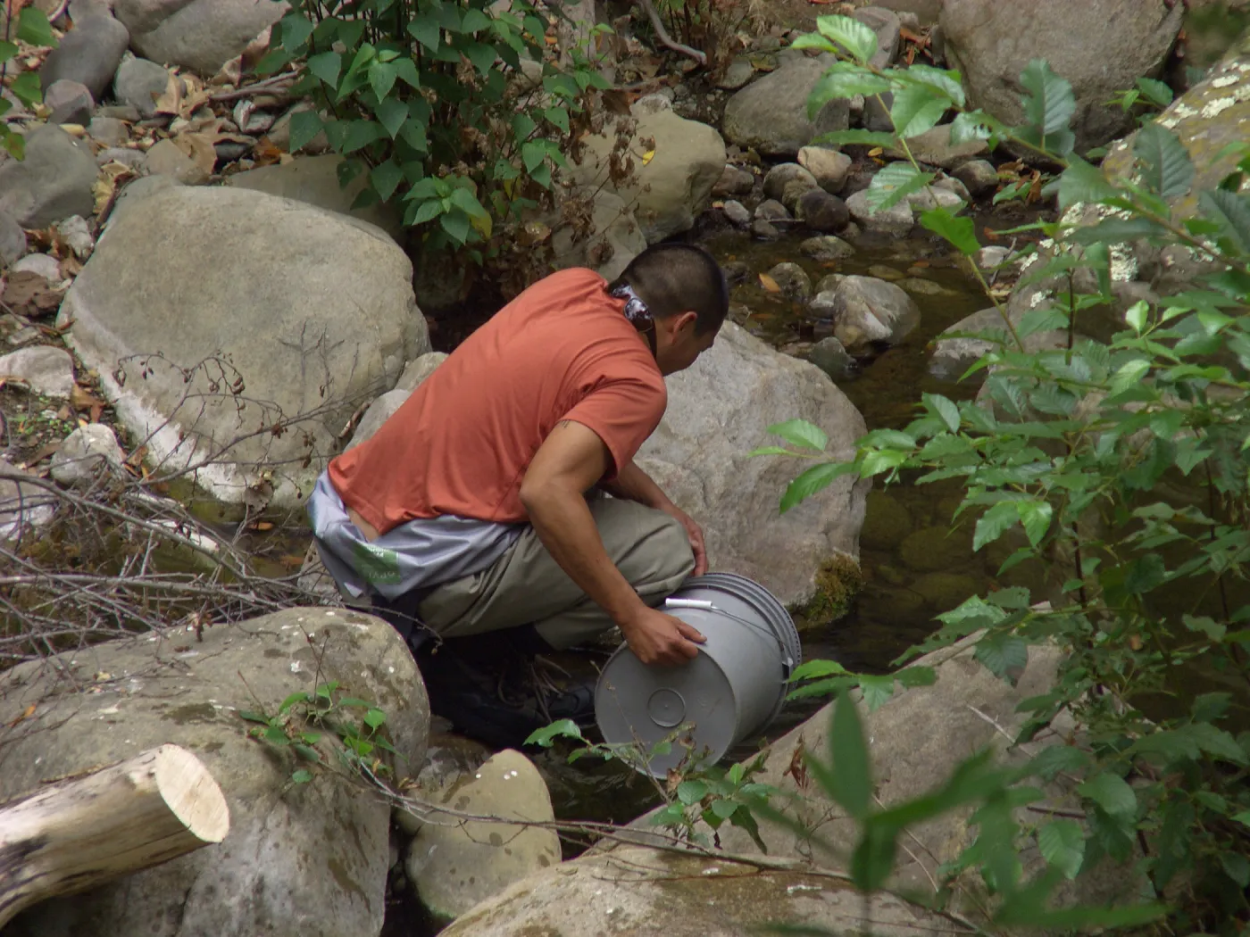 Steelhead trout release below Mission Dam. Releasing the smaller fish.