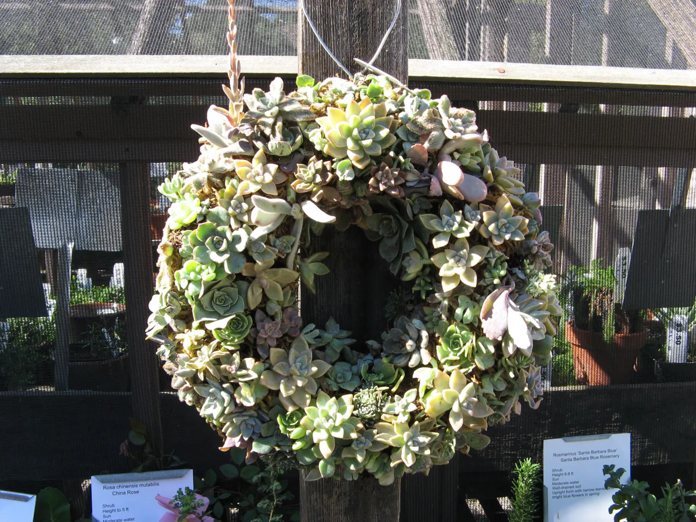 succulent wreath, SBBG Holiday Marketplace, 2006