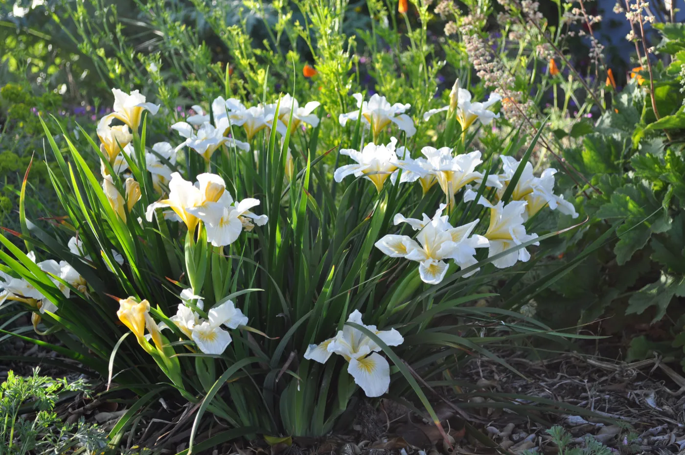 Heather Wehnau garden, Iris Canyon Snow
