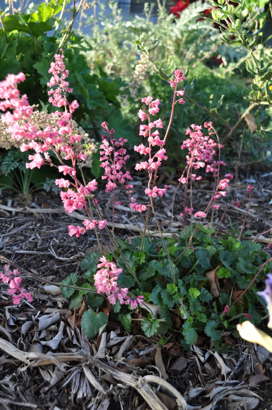 Heather Wehnau garden