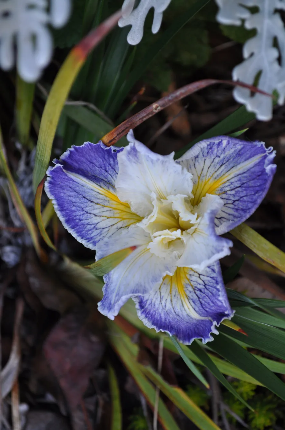 Heather Wehnau garden, Iris 'Idyllwild'