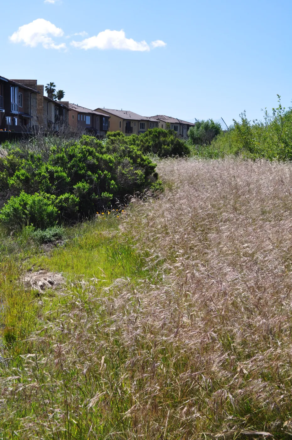 Native Plant Tour, UCSB North Parcel