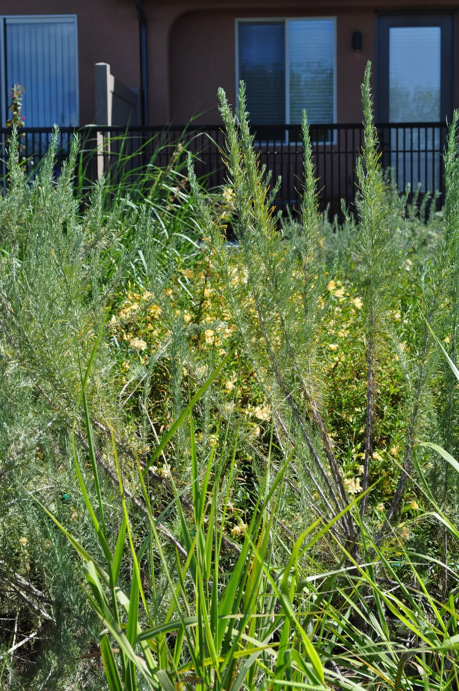 Native Plant Tour, UCSB North Parcel