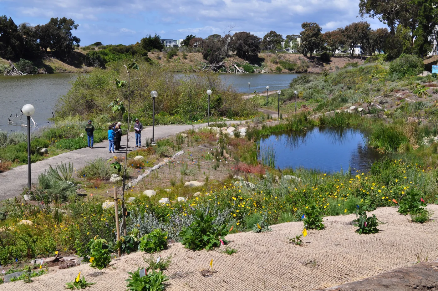Native Plant Tour, UCSB San Nicholas wetlands