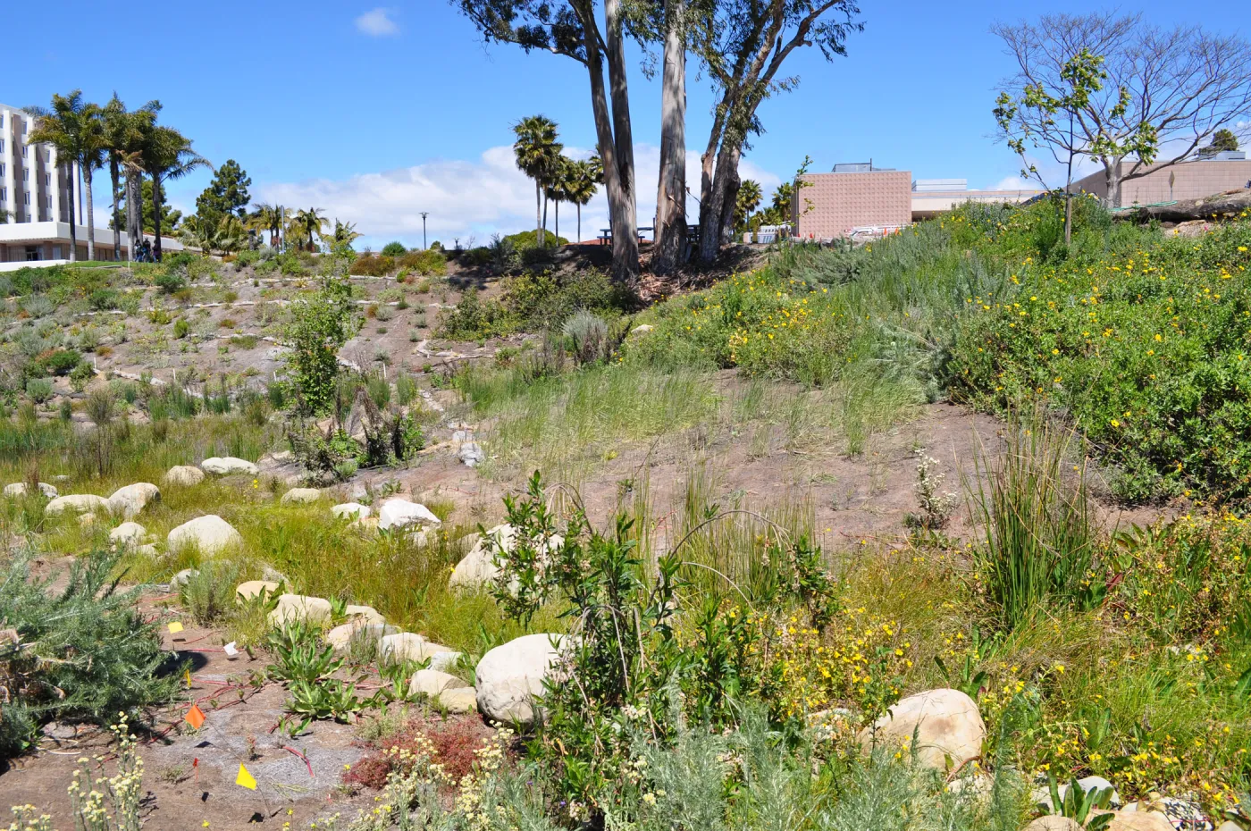 Native Plant Tour, UCSB San Nicholas wetlands