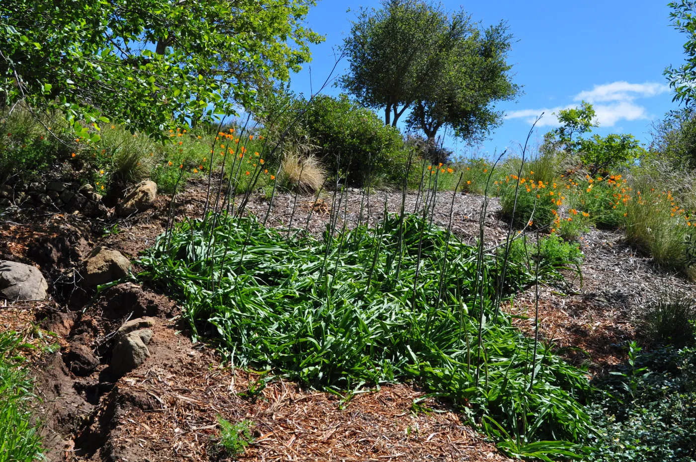 Native Plant Tour,Toro Canyon, Wallin garden