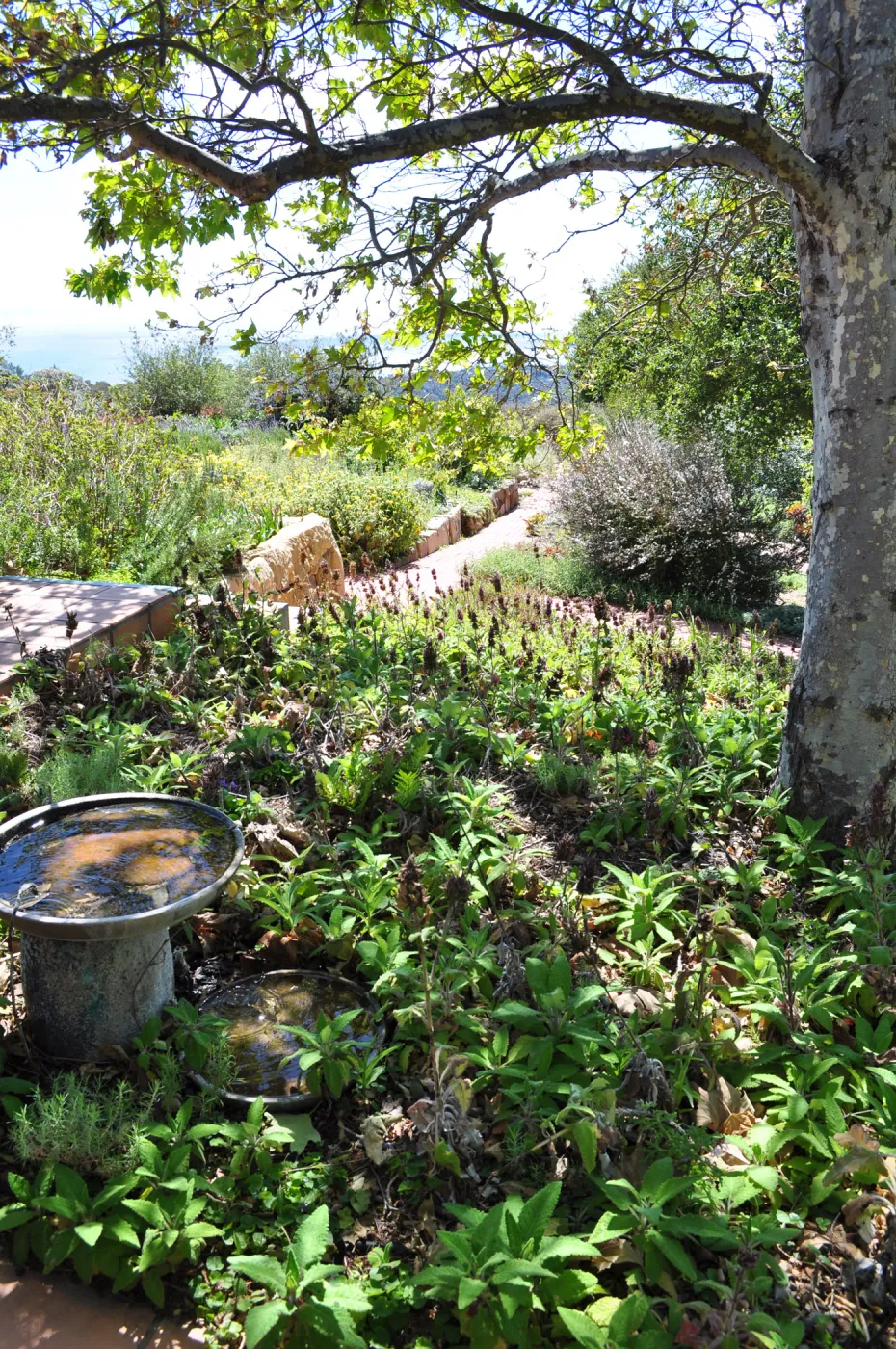 Native Plant Tour,Toro Canyon, Wallin garden