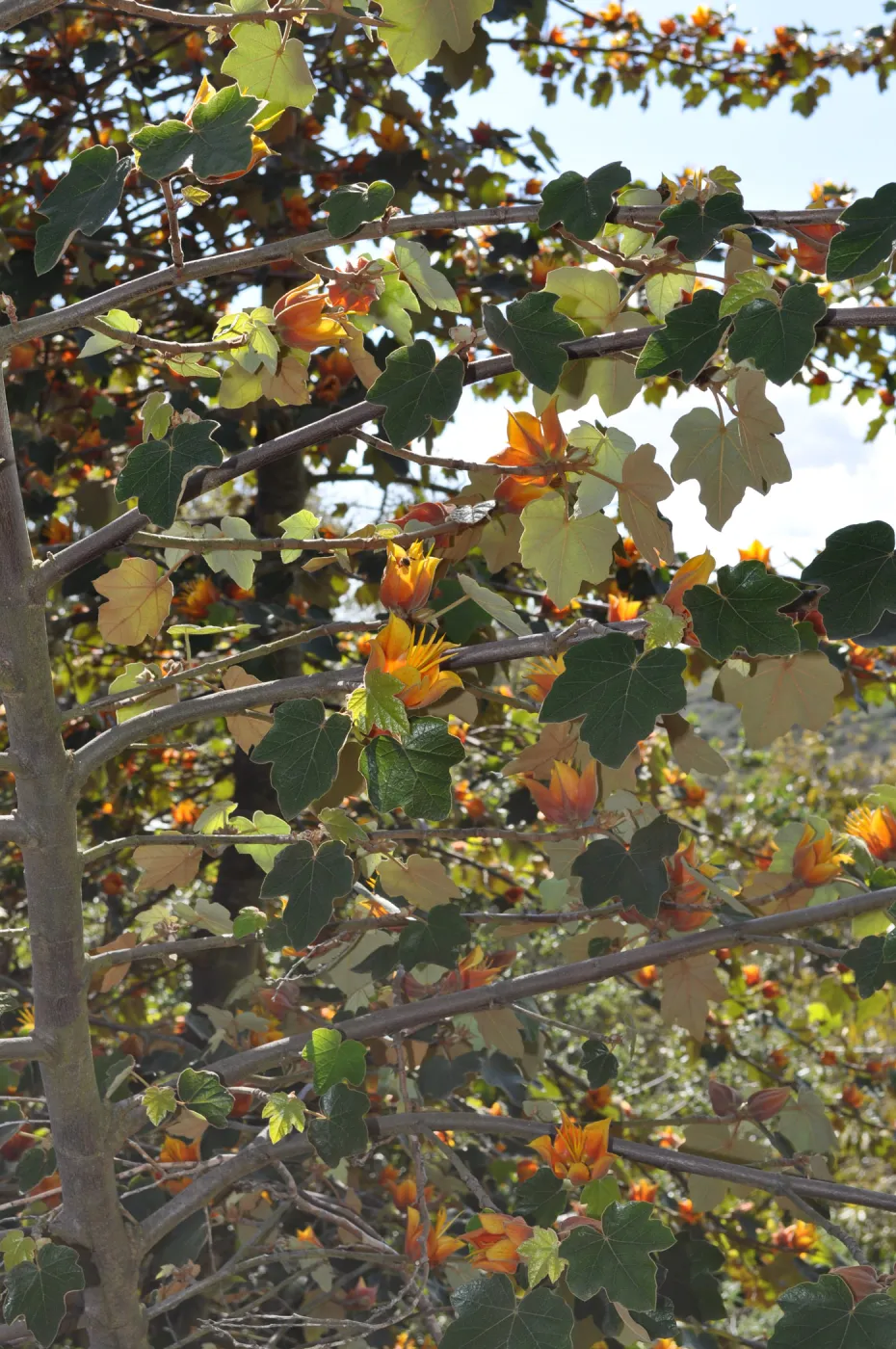Native Plant Tour, Sovich garden