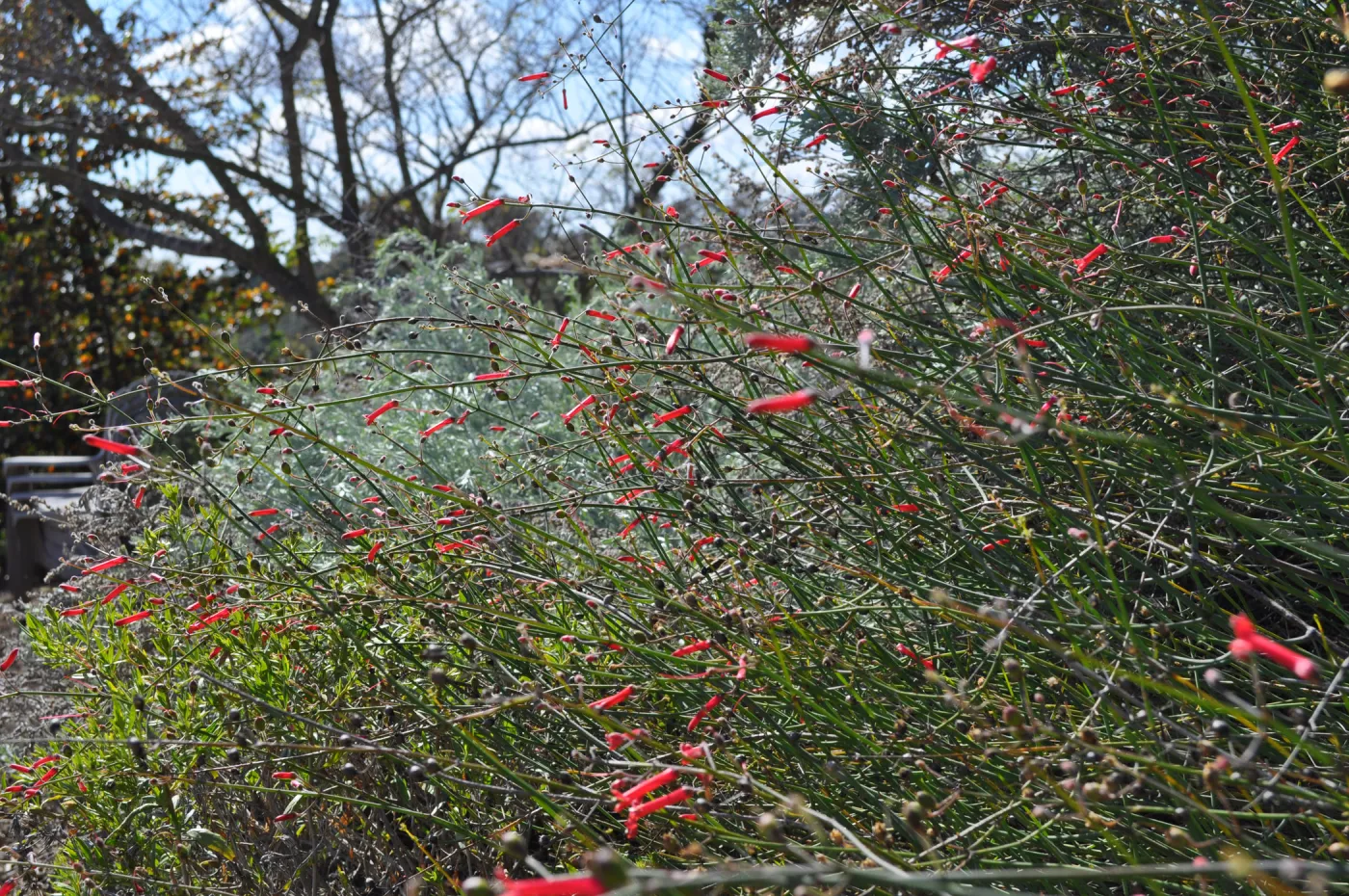 Native Plant Tour, Sovich garden