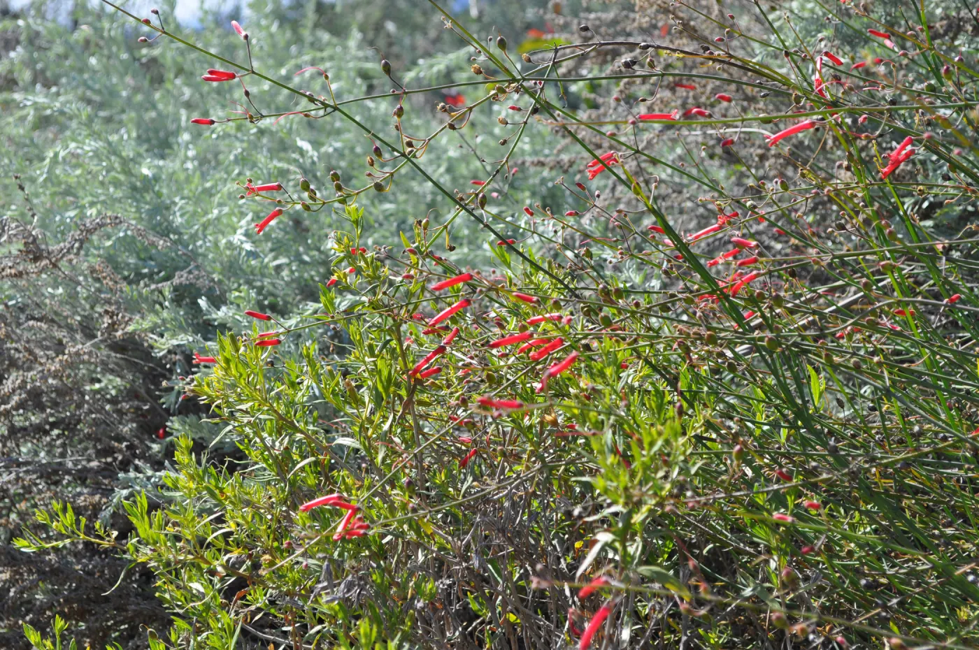 Native Plant Tour, Sovich garden