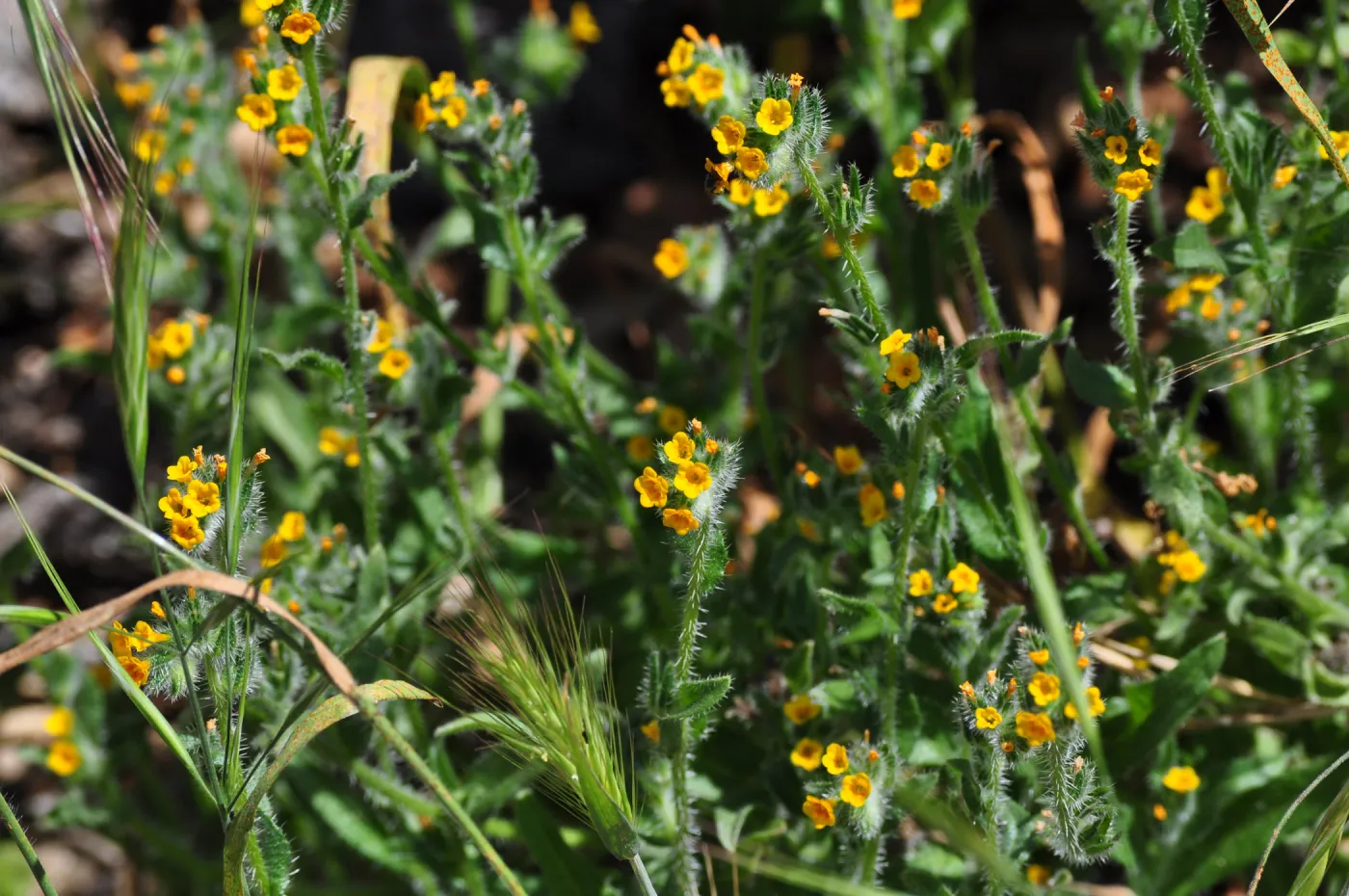 Garden field trip to Indian Knob, San Luis Obispo county