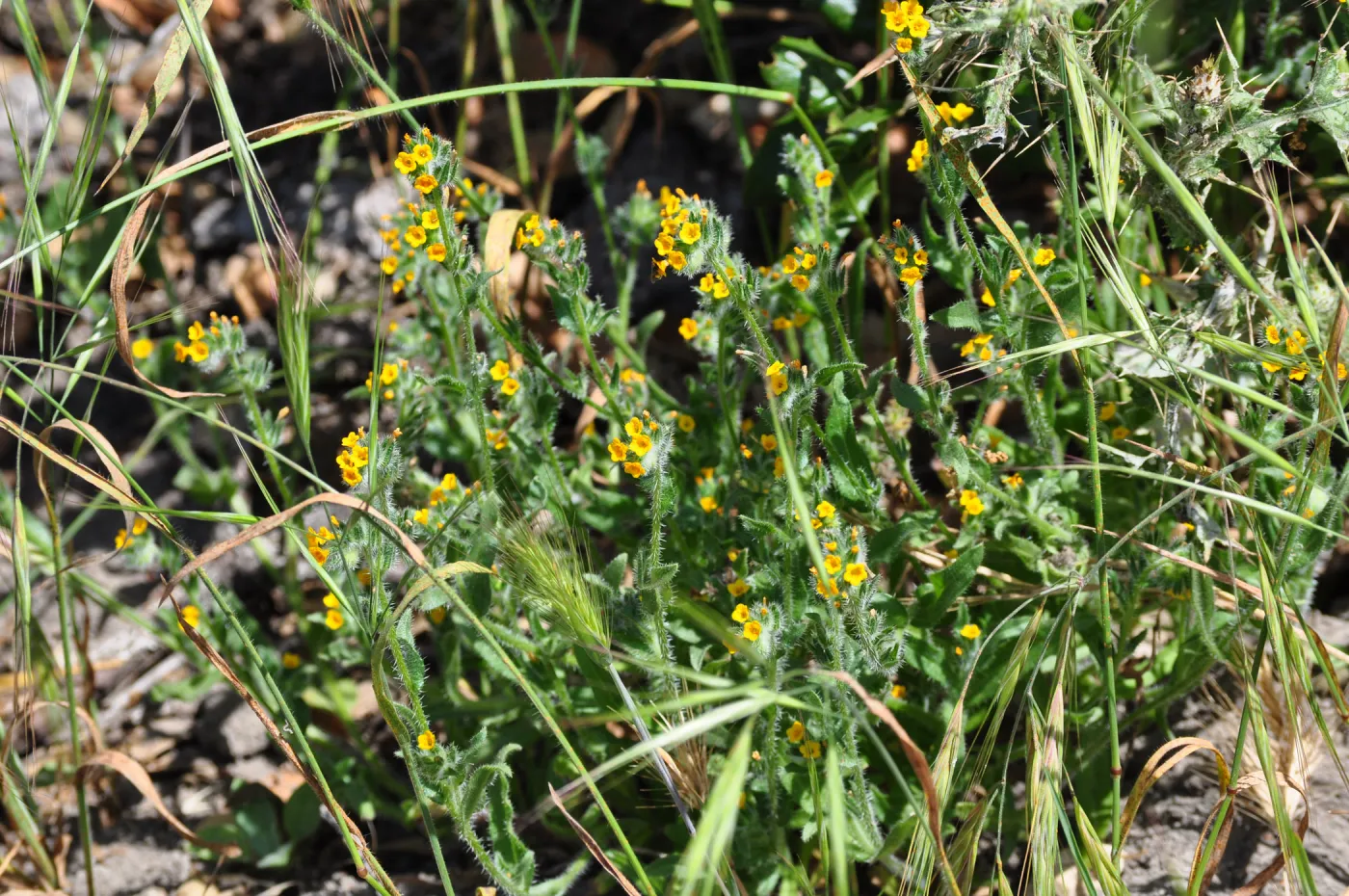 Garden field trip to Indian Knob, San Luis Obispo county