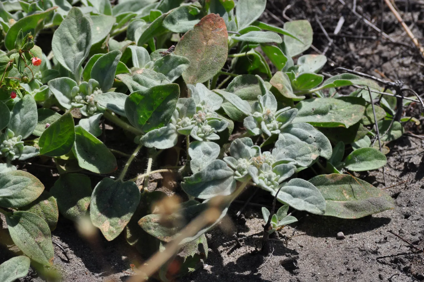 Garden field trip to Indian Knob, San Luis Obispo county