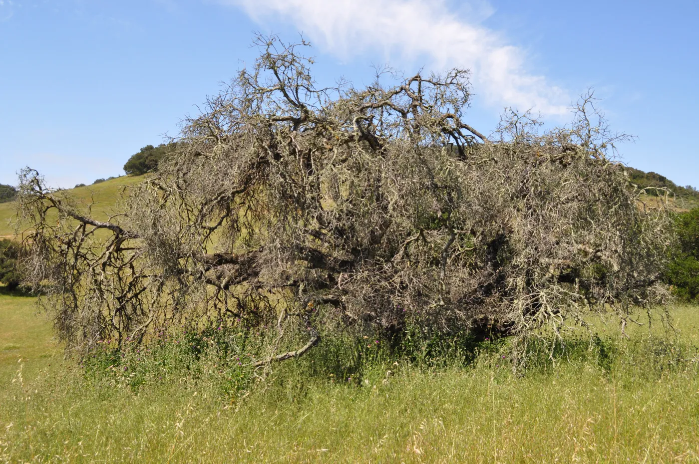 Garden field trip to Indian Knob, San Luis Obispo county
