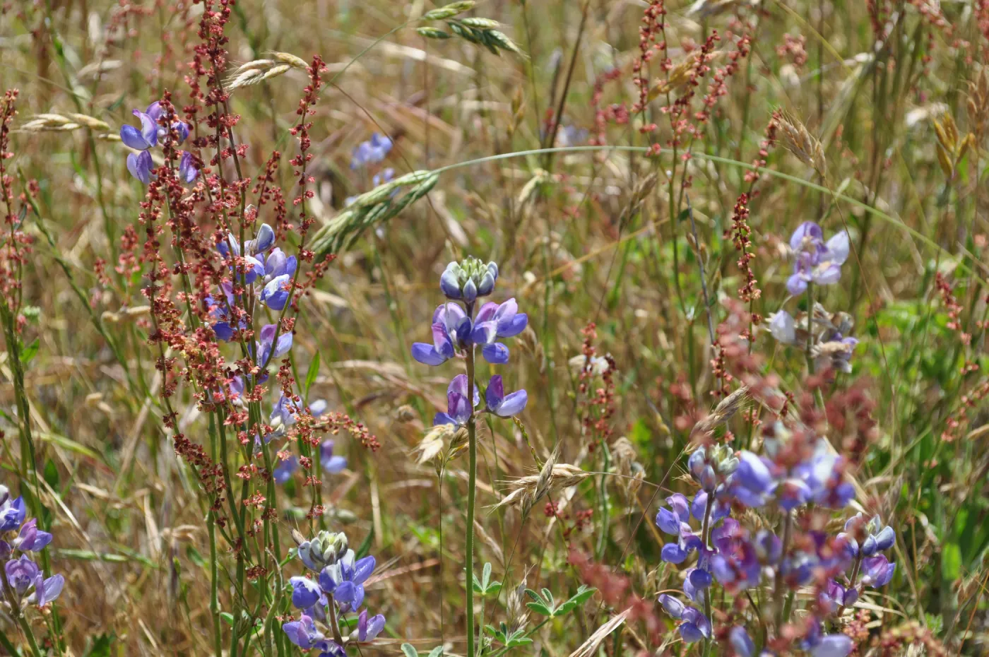 Garden field trip to Indian Knob, San Luis Obispo county