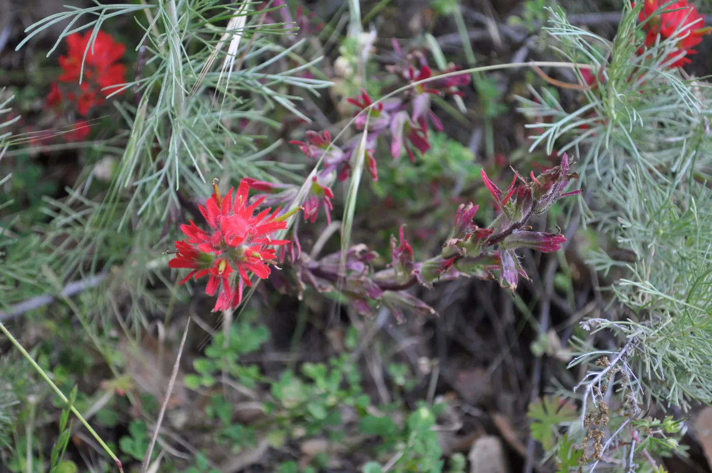 Garden field trip to Indian Knob, San Luis Obispo county