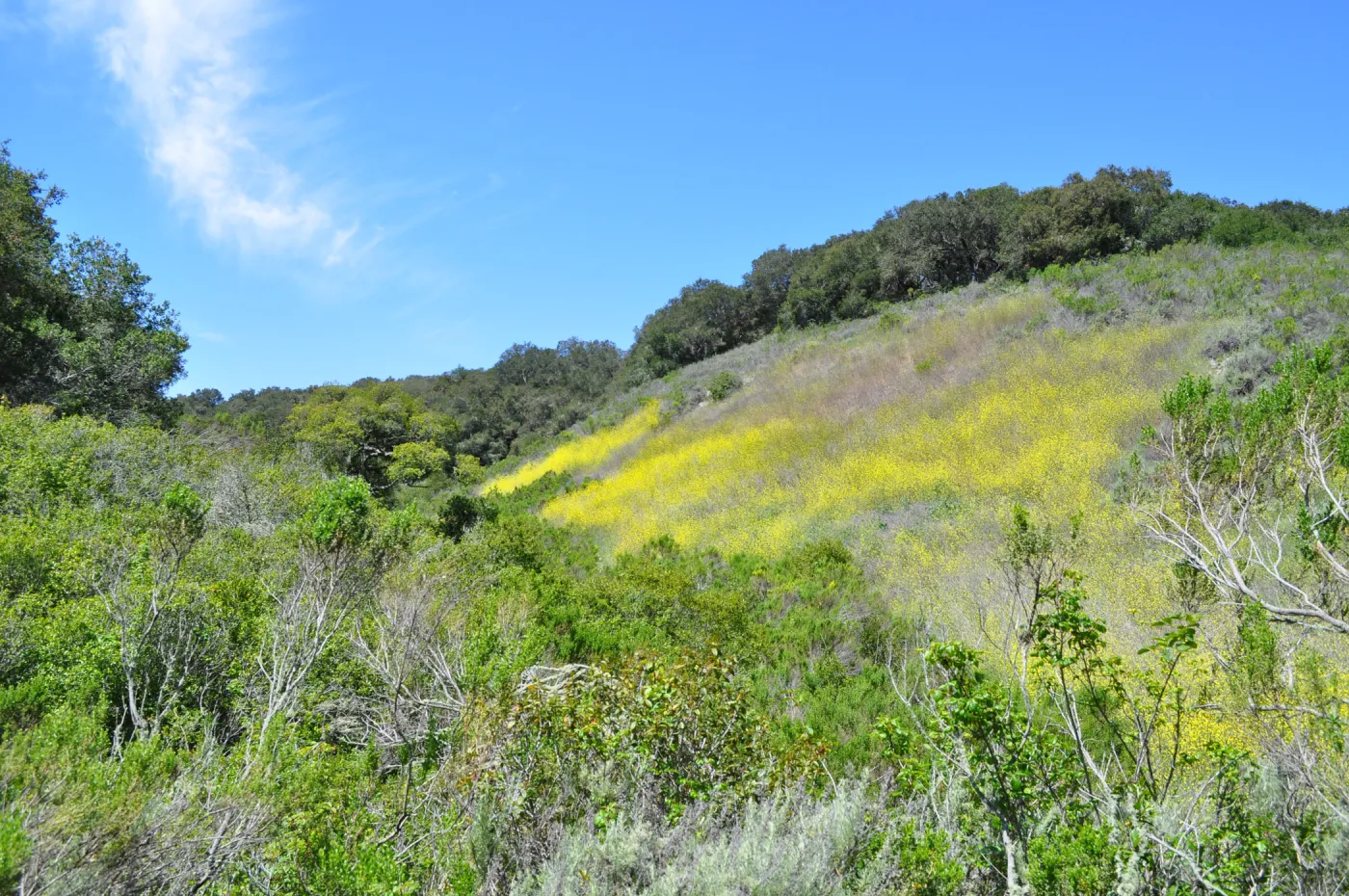 Garden field trip to Indian Knob, San Luis Obispo county