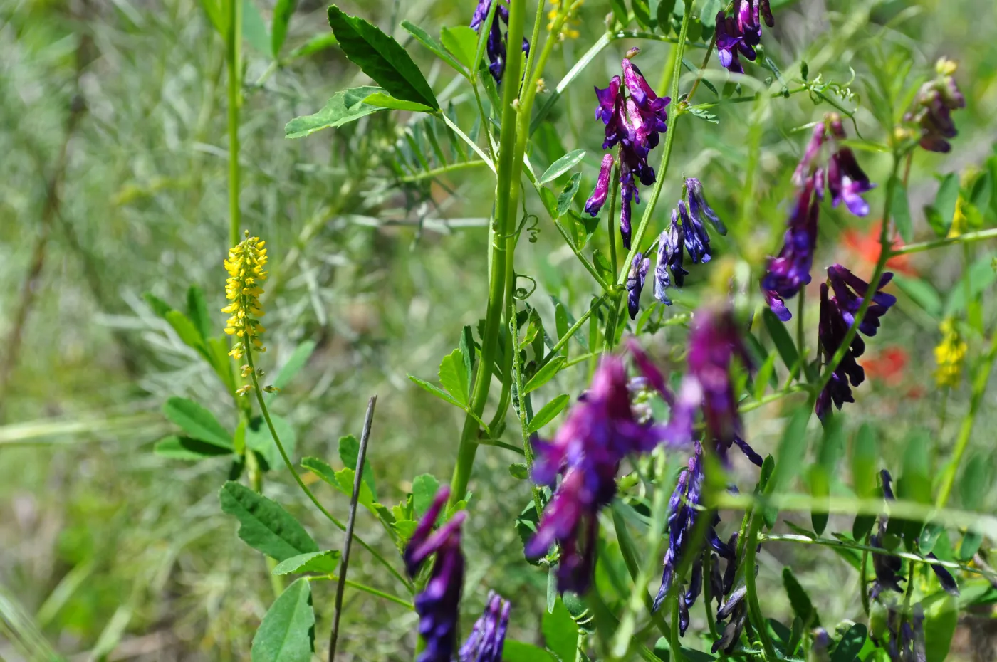 Garden field trip to Indian Knob, San Luis Obispo county