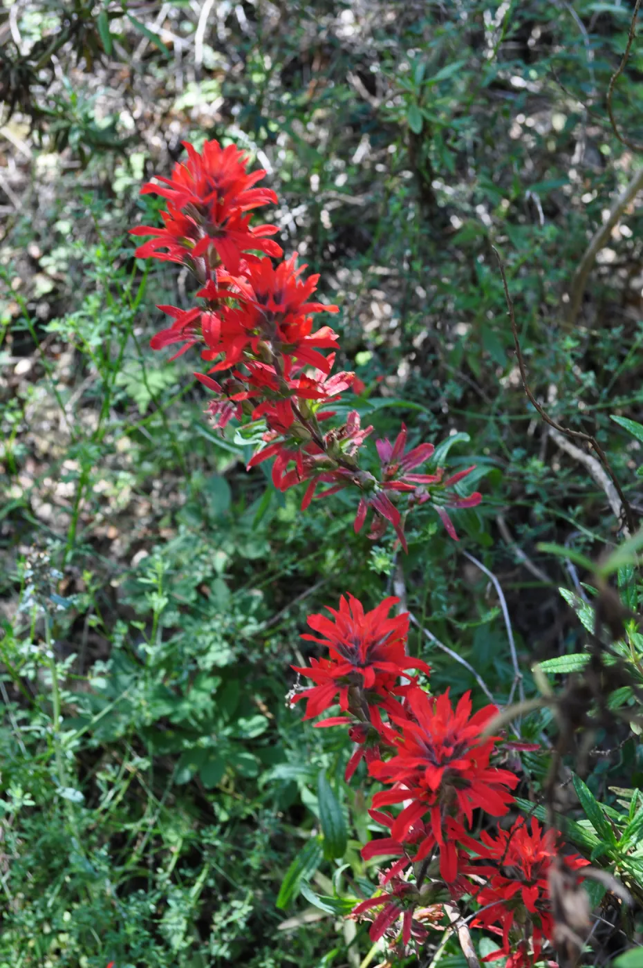 Garden field trip to Indian Knob, San Luis Obispo county