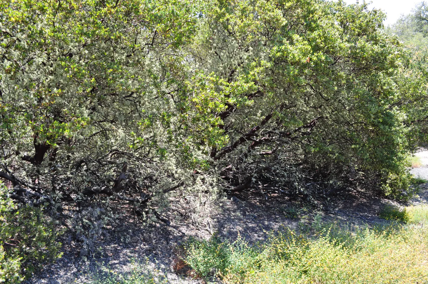 Garden field trip to Indian Knob, San Luis Obispo county