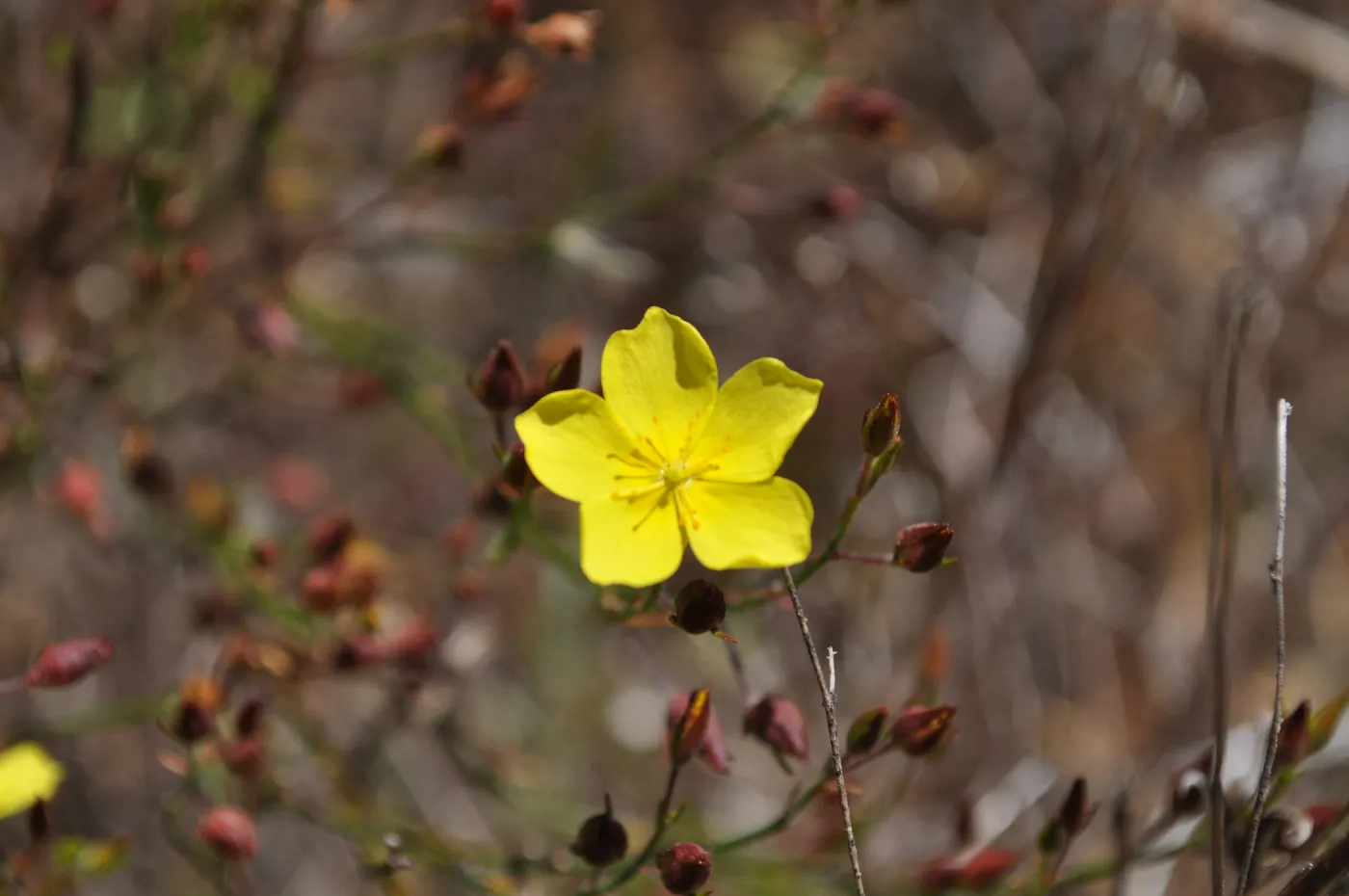 Garden field trip to Indian Knob, San Luis Obispo county