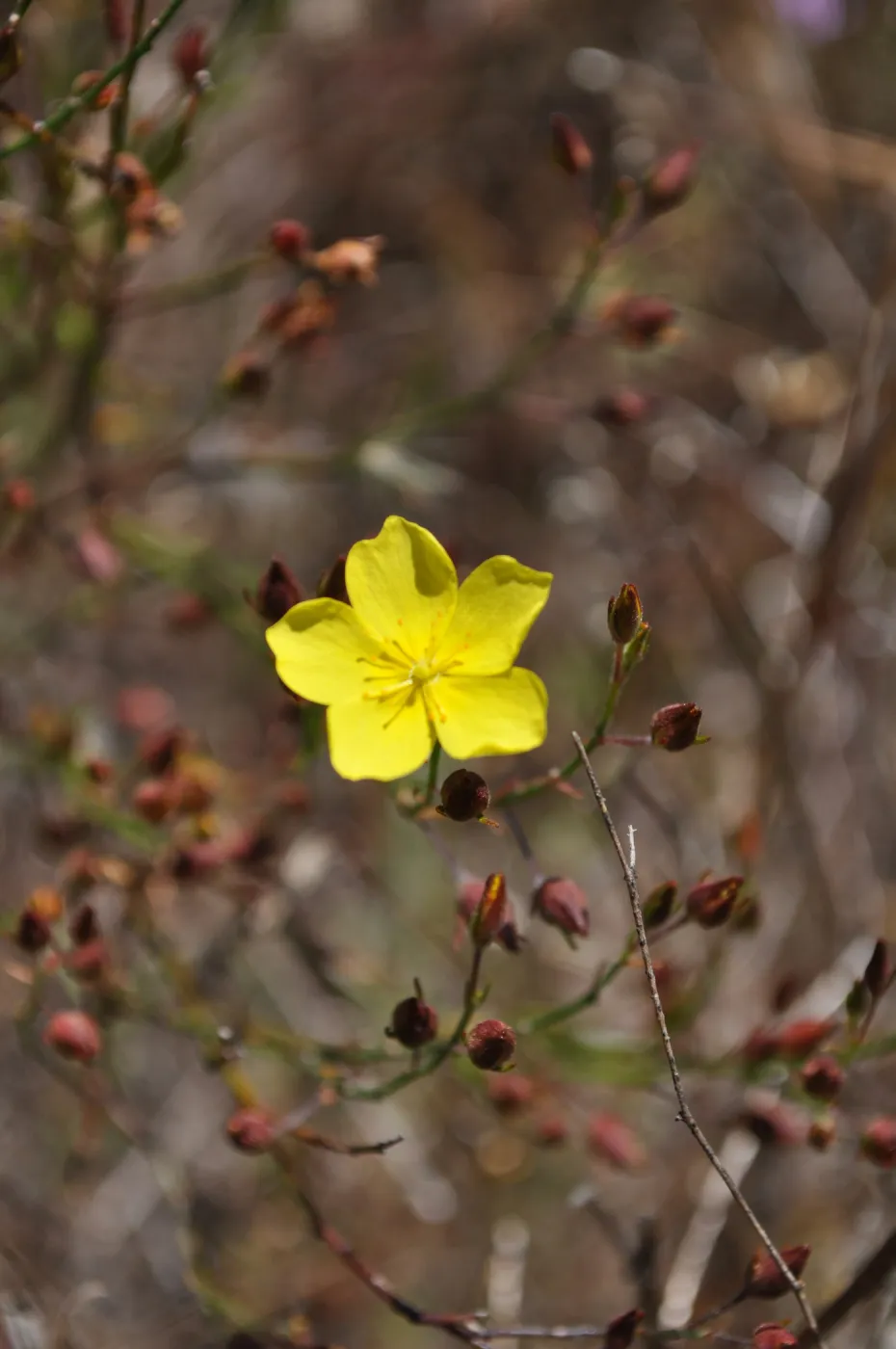 Garden field trip to Indian Knob, San Luis Obispo county