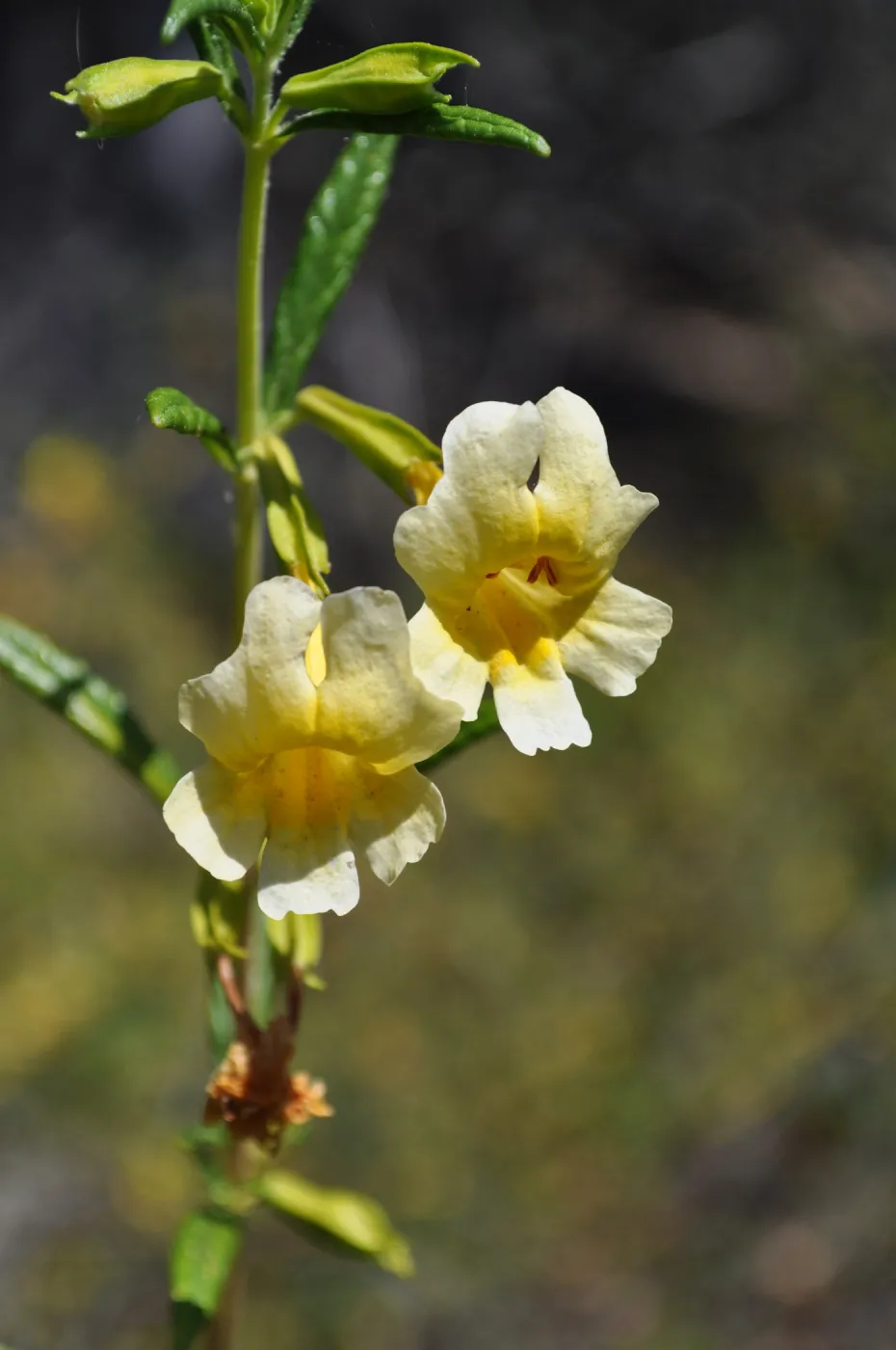 Garden field trip to Indian Knob, San Luis Obispo county
