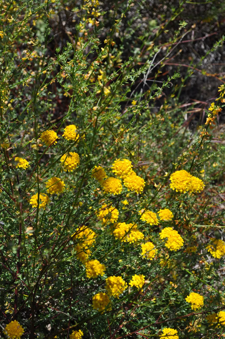 Garden field trip to Indian Knob, San Luis Obispo county