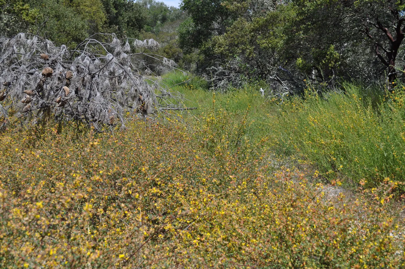 Garden field trip to Indian Knob, San Luis Obispo county