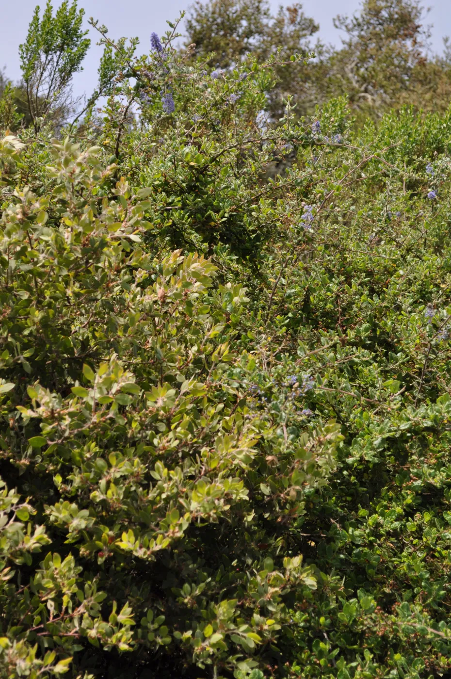 Garden field trip to Indian Knob, San Luis Obispo county