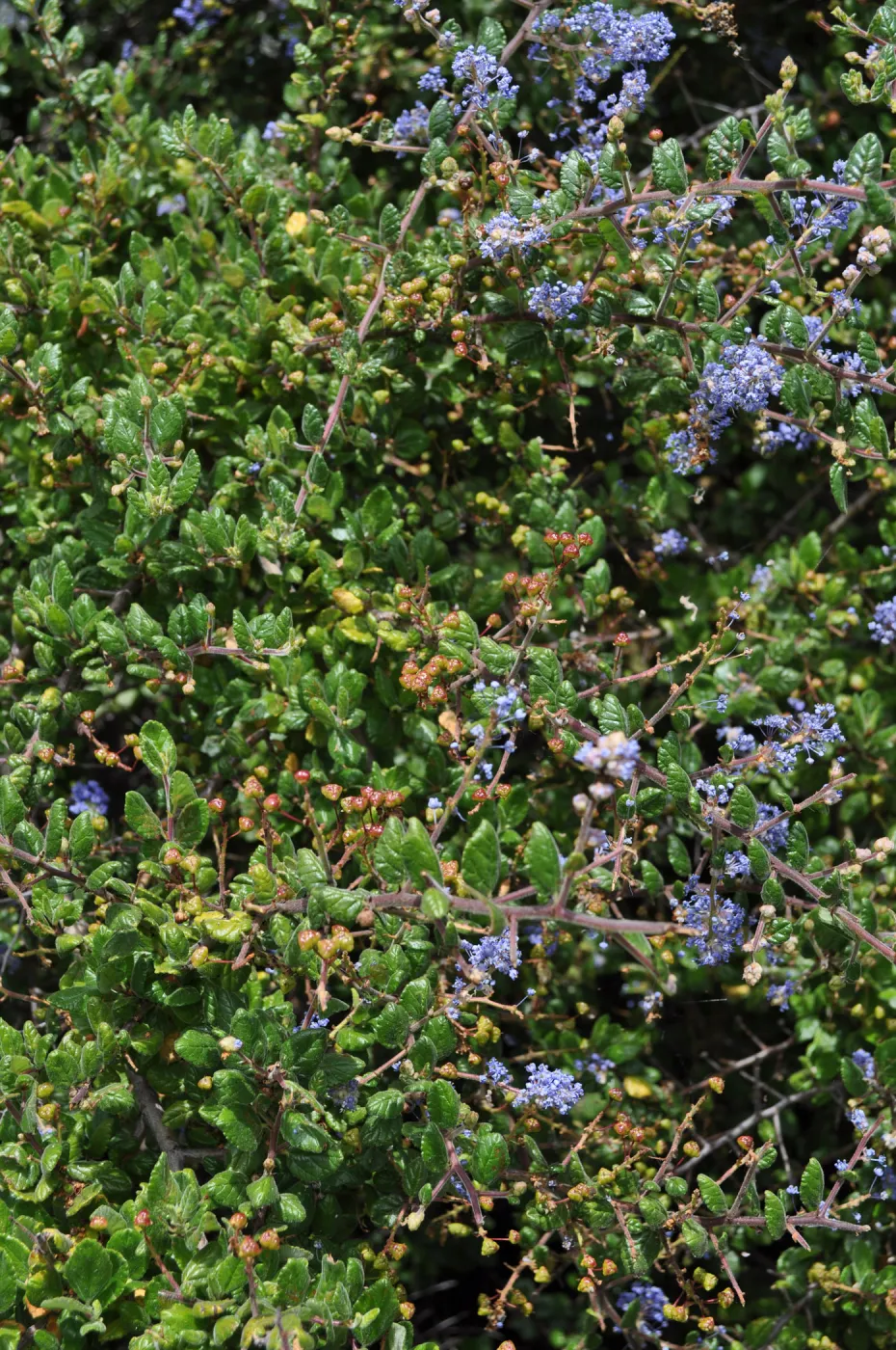 Garden field trip to Indian Knob, San Luis Obispo county