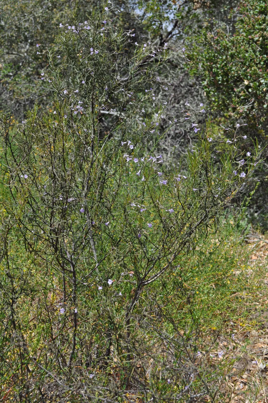 Garden field trip to Indian Knob, San Luis Obispo county