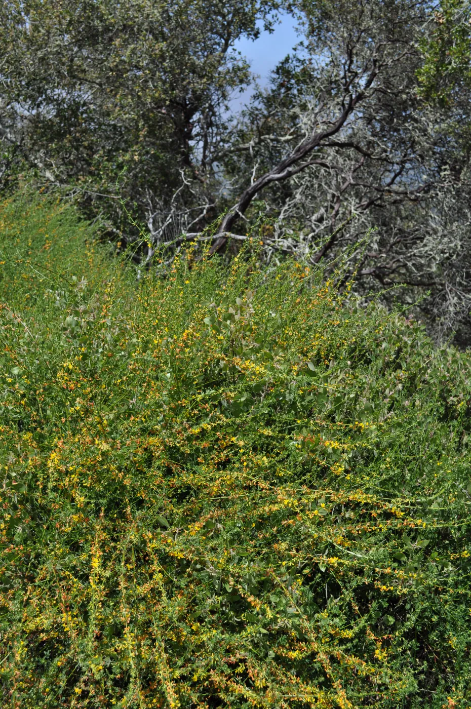 Garden field trip to Indian Knob, San Luis Obispo county