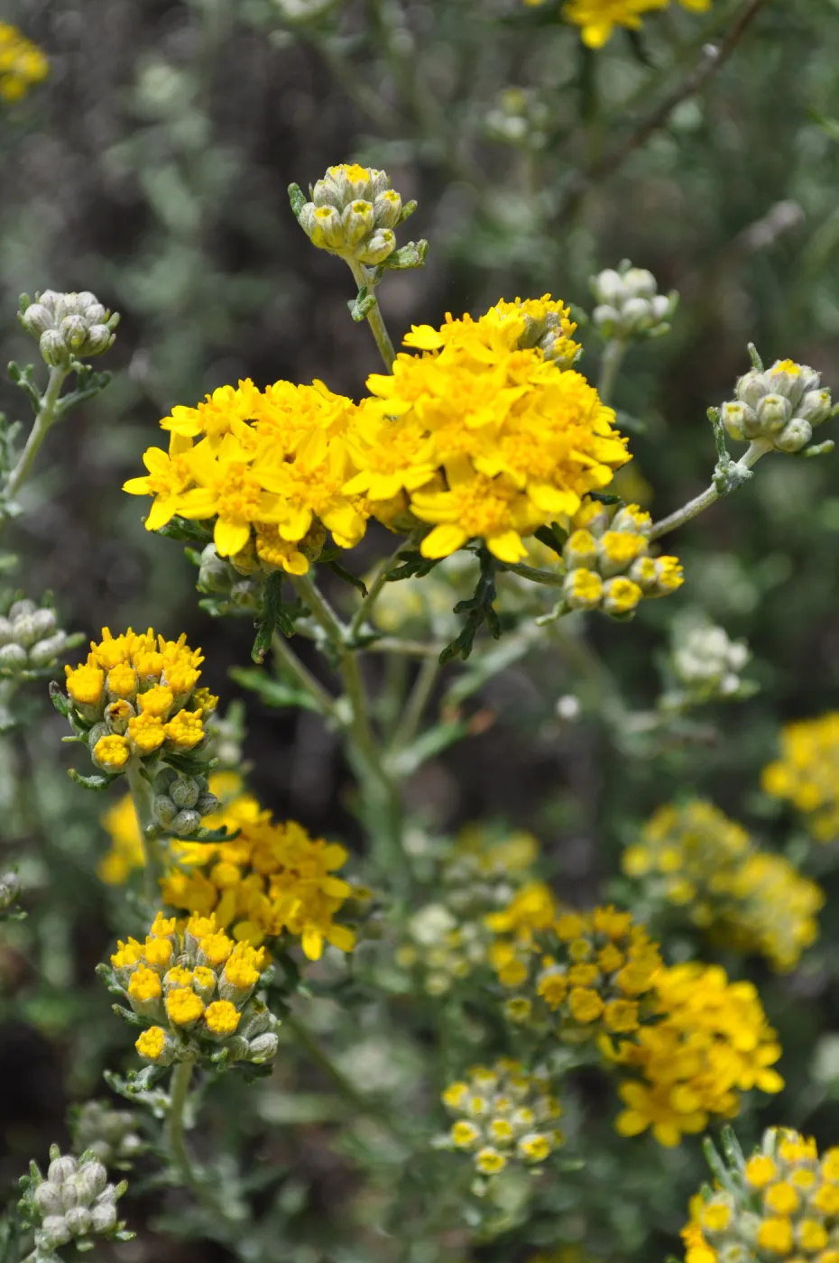 Garden field trip to Indian Knob, San Luis Obispo county
