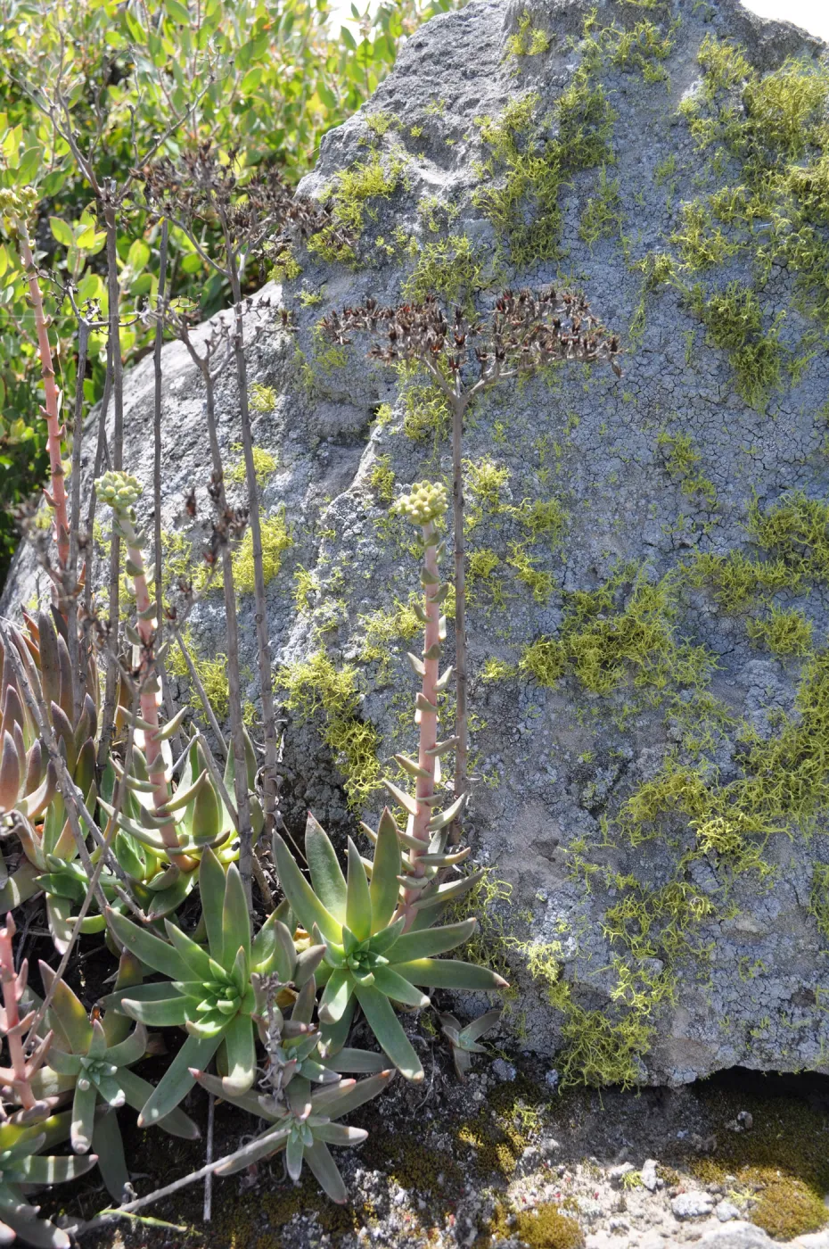 Garden field trip to Indian Knob, San Luis Obispo county