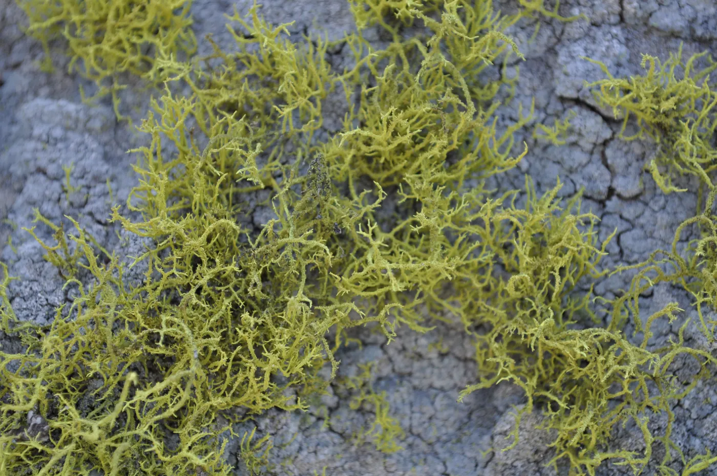 Garden field trip to Indian Knob, San Luis Obispo county