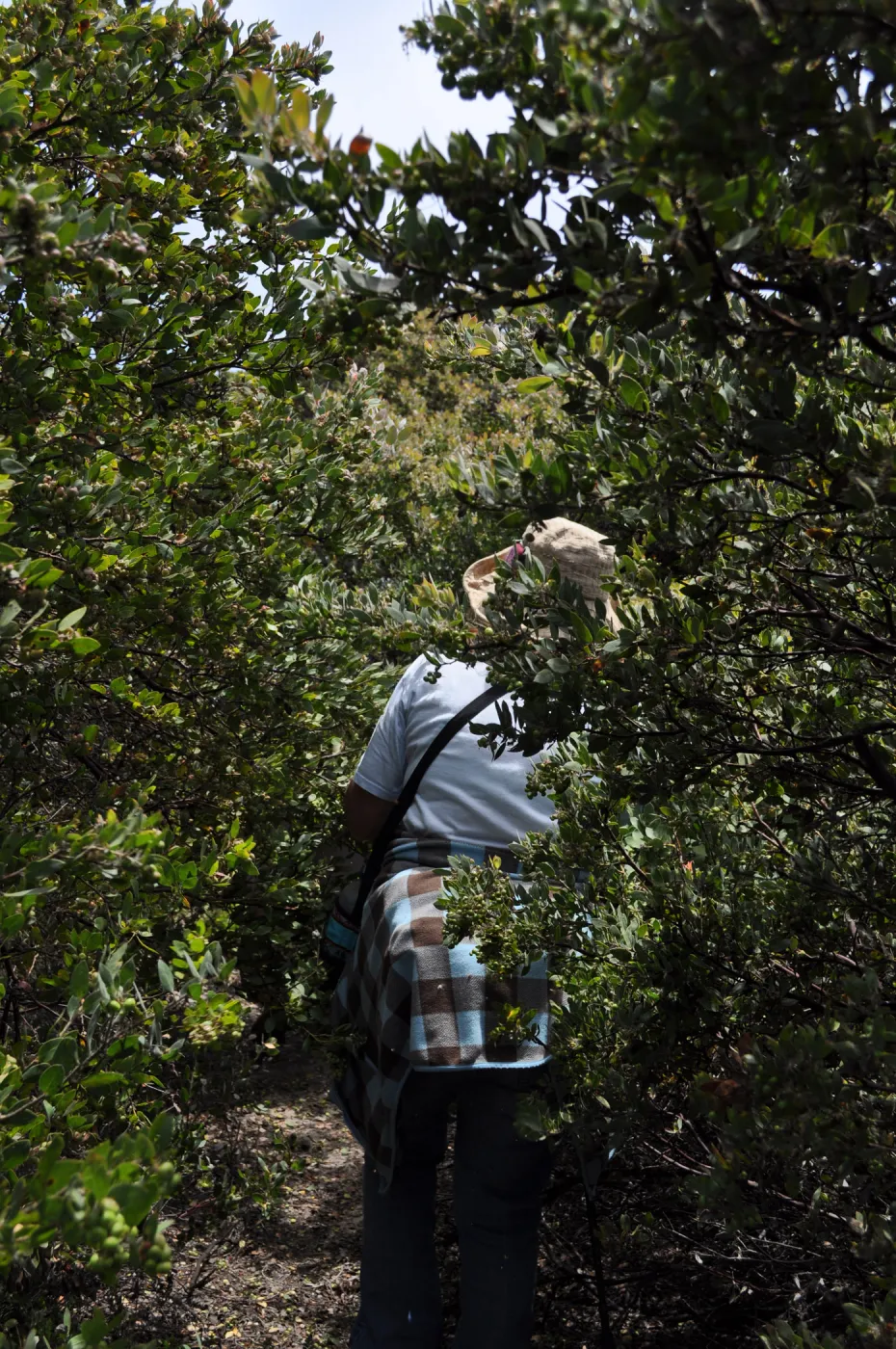 Garden field trip to Indian Knob, San Luis Obispo county