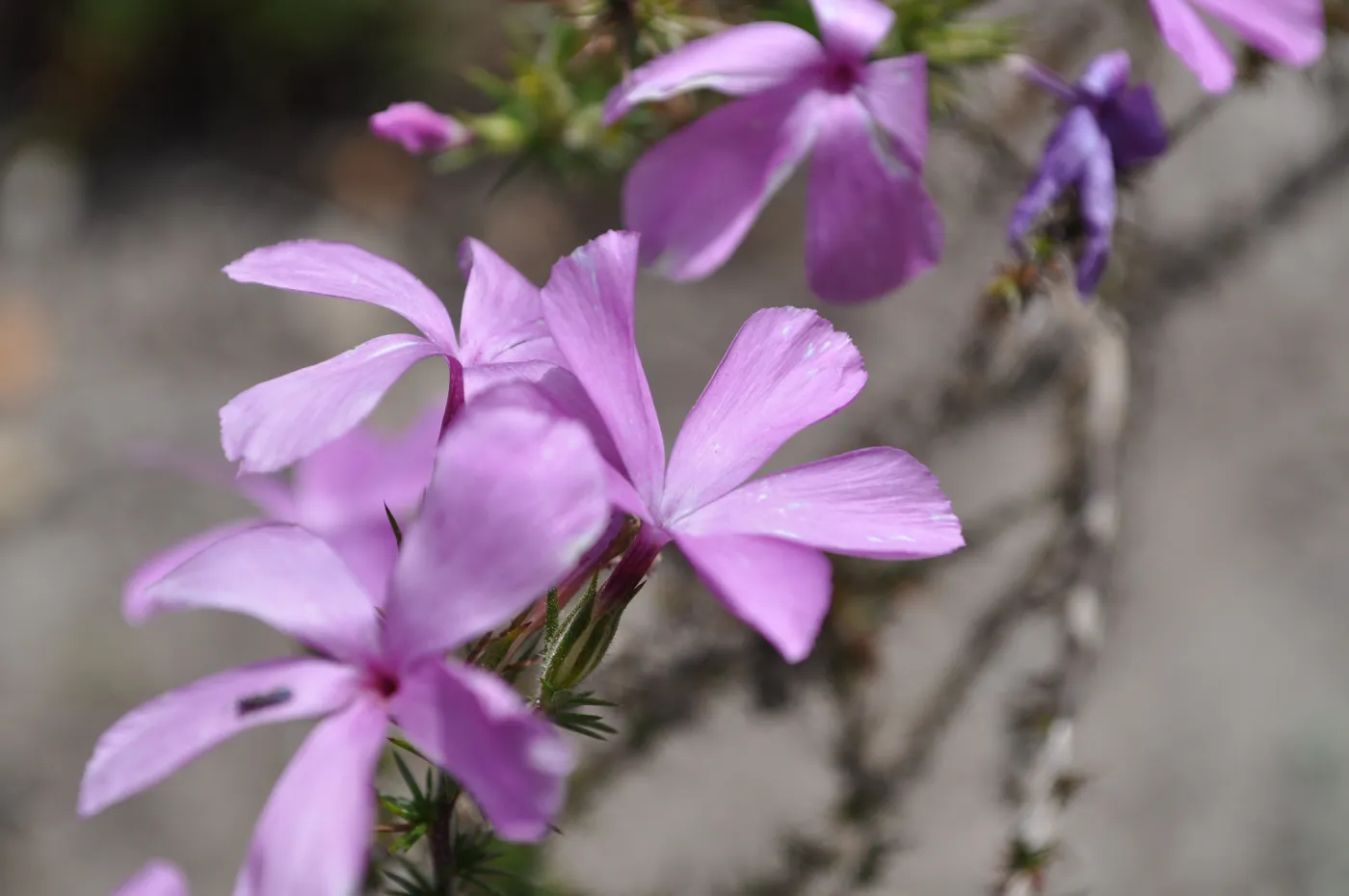 Garden field trip to Indian Knob, San Luis Obispo county