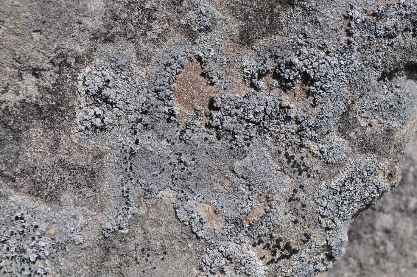 Garden field trip to Indian Knob, San Luis Obispo county