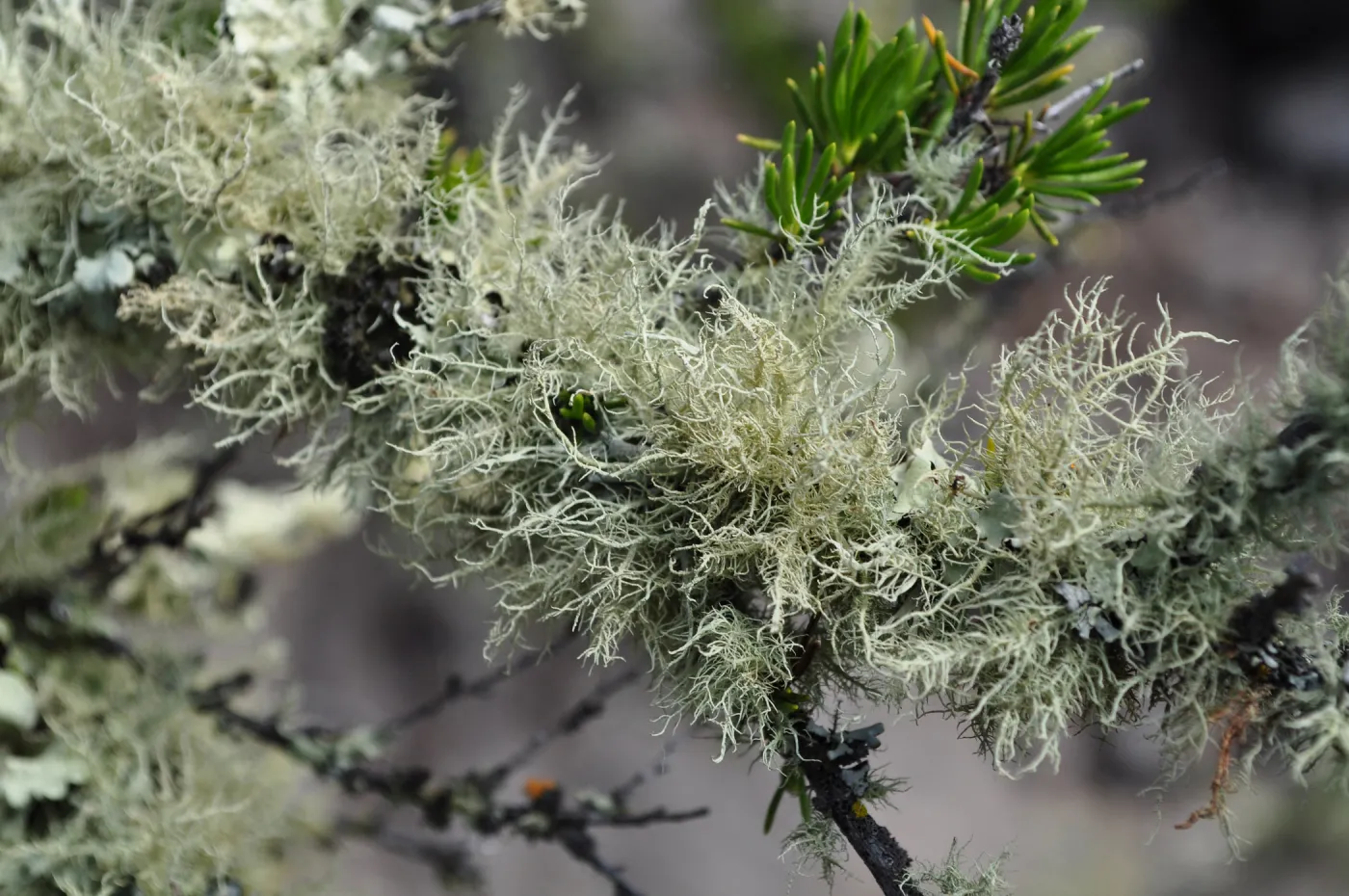 Garden field trip to Indian Knob, San Luis Obispo county
