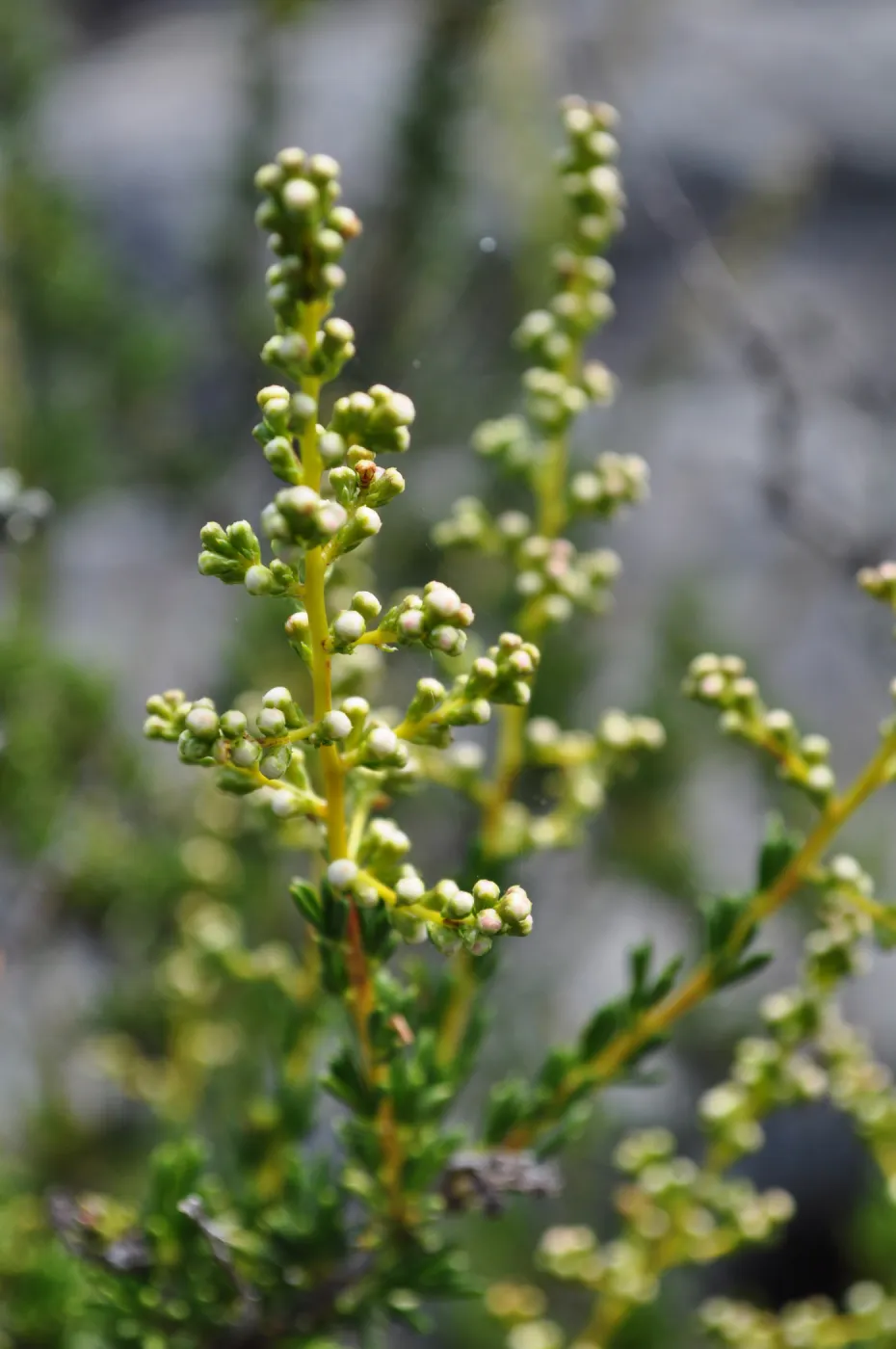 Garden field trip to Indian Knob, San Luis Obispo county