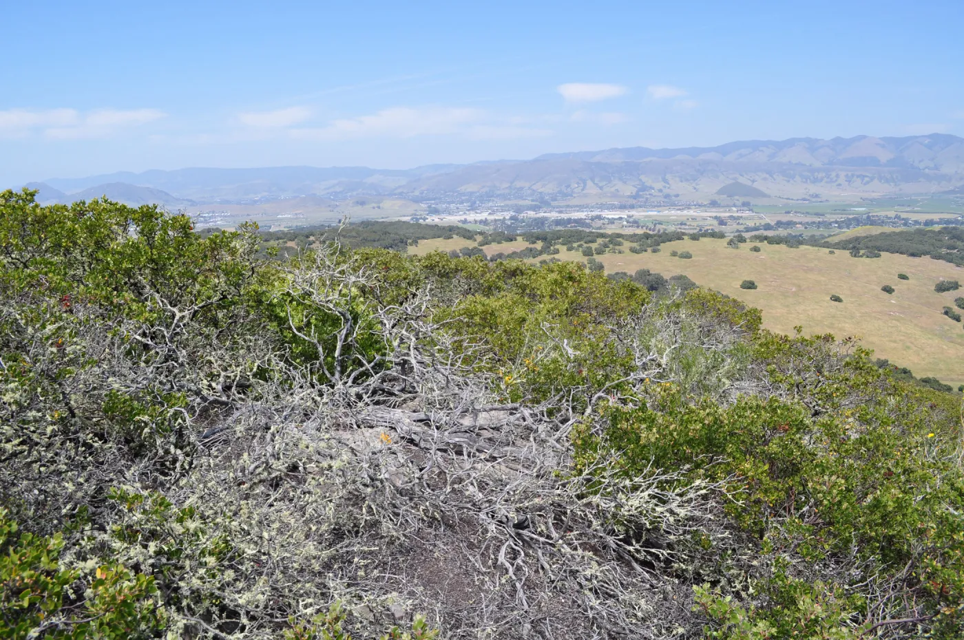 Garden field trip to Indian Knob, San Luis Obispo county