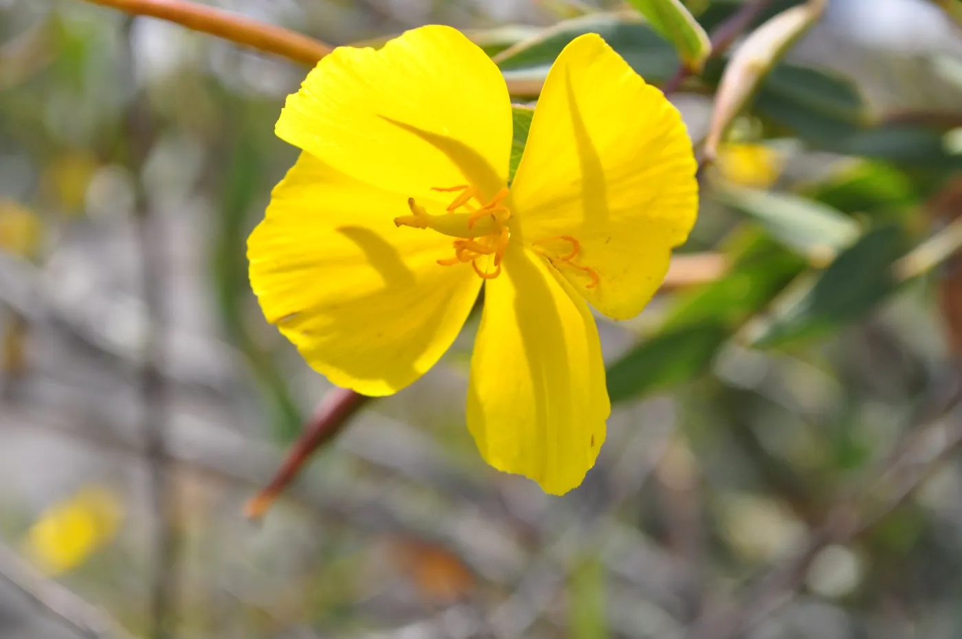 Garden field trip to Indian Knob, San Luis Obispo county