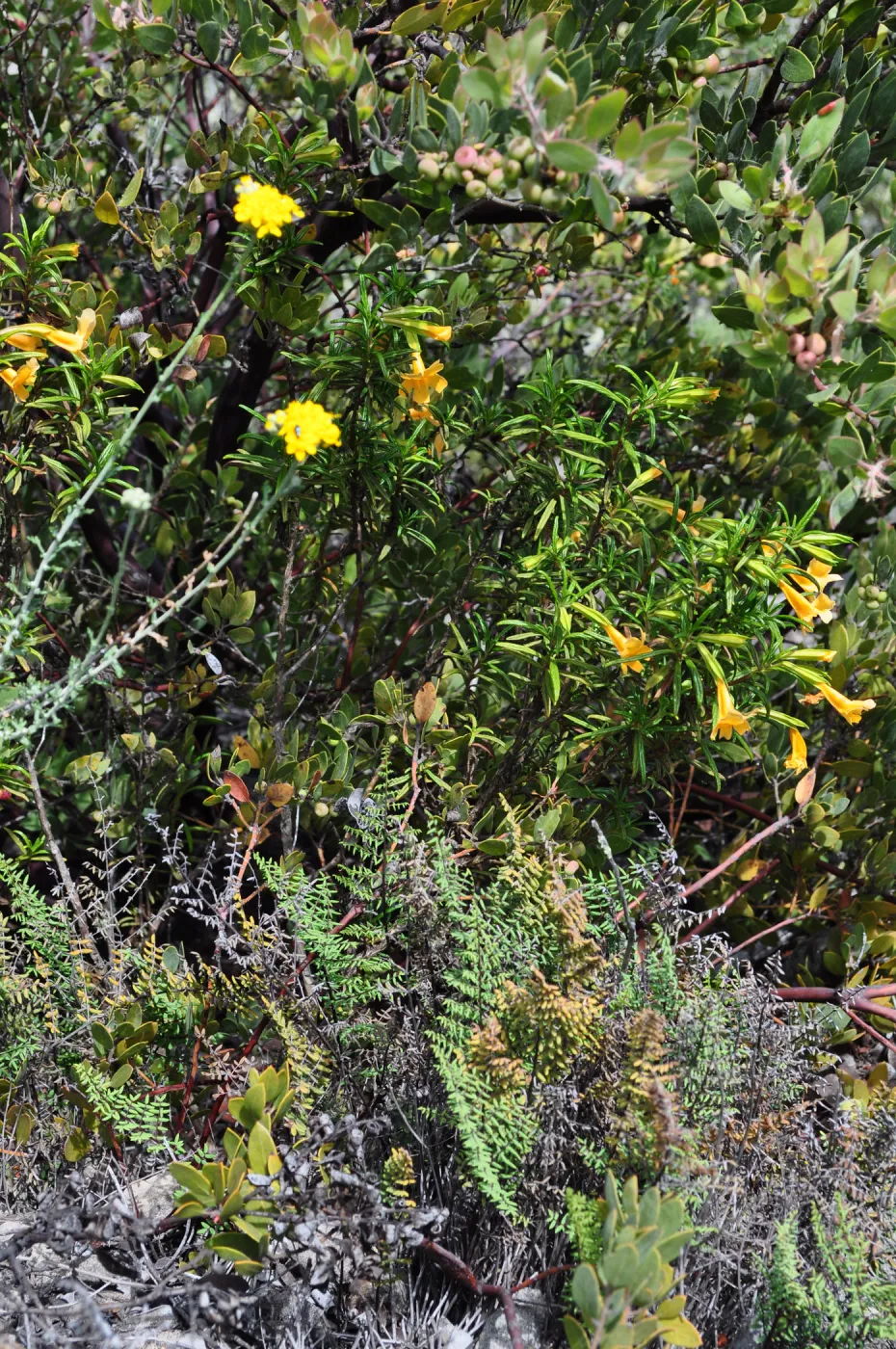Garden field trip to Indian Knob, San Luis Obispo county